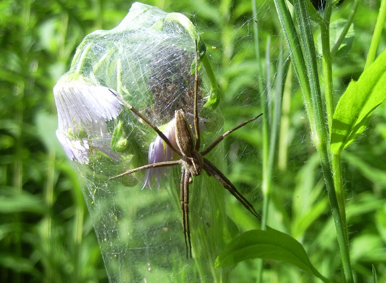 Pisaura sp. - Sassello (SV)